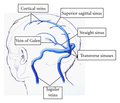 Major sinuses and their tributaries