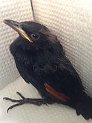 A Red-winged starling chick that is almost old enough to leave the nest.