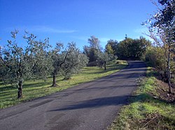 A country road in Salisano.