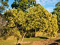 Acacia concurrens, 7th Brigade Park, Chermside, Queensland.