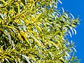 Acacia concurrens inflorescences, 7th Brigade Park, Chermside, Queensland.