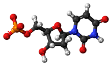Ball-and-stick model of the dUMP molecule as an anion