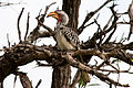 Immature bird at Kruger Park, South Africa
