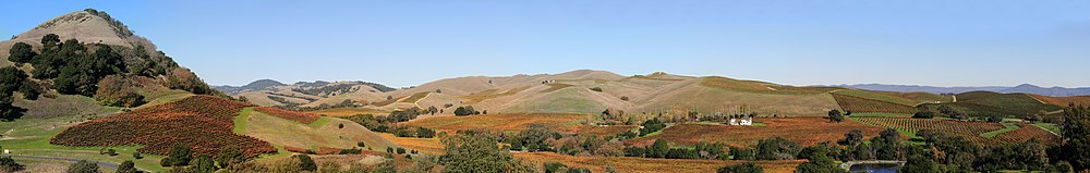 Panoramic view of vineyards