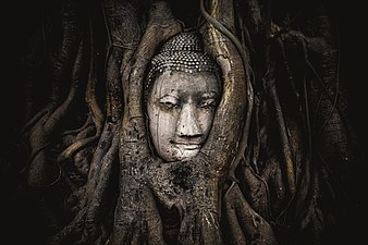 Голова Будды в корнях на 2015 год (фронтальный вид)
