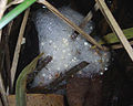 Spawn of the tusked frog; note the unpigmented eggs