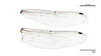 Male wings