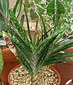 Gasteria bicolor eventually develops a short, sprawling stem. It has smooth, shiny, erect leaves