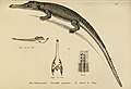Gavial from "Naturgeschichte und Abbildungen Der Reptilien"