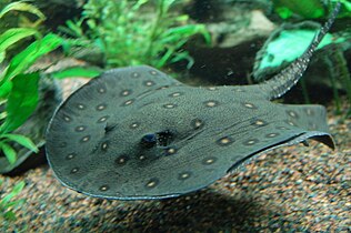 Ocellate river stingrays (Potamotrygon motoro) are found in South American rivers.