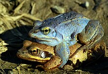 A close-up shot of a blue colored moor frog mounted above and slightly behind the brown colored moor frog it sits on
