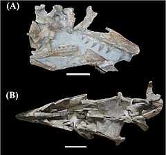 Fossil skulls of Taniwhasaurus oweni (A; top) and Taniwhasaurus antarcticus (B; bottom)