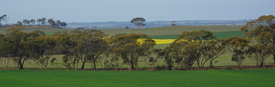 fields east of Northam, Western Australia
