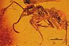 An Aphaenogaster sommerfeldti preserved in amber