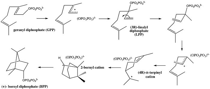 Cyclization of geranyl diphosphate into (+)- bornyl diphosphate synthase catalyzed by Bornyl Diphosphate Synthase