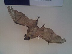 The image depicts a taxidermied common vampire bat.