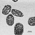 Electron microscope picture of smallpox
