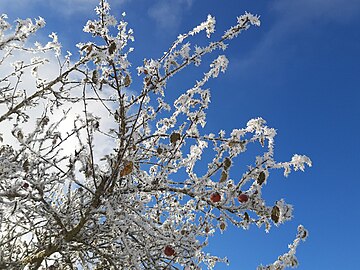 plum tree in frost