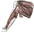 Muscles on the dorsum of the scapula, and the triceps brachii