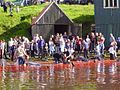 In accordance with the regulations, men and women gather on the shore to kill the beached whales, here in the town Vágur on Suðuroy