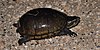 Mississippi mud turtle (Kinosternon subrubrum hippocrepis), Chambers County, Texas
