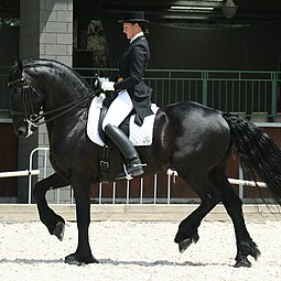 Competing in Grand Prix dressage