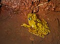 Image 21Emerald-eyed tree frog