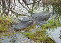 Image 4Alligator in the Florida Everglades (from Geography of Florida)