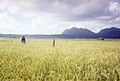 Rice field in Mehara