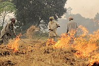 Burning of rice residues to prepare the land for wheat planting in Sangrur, India