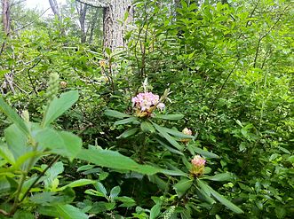 Nehantic Trail - Rhododendron Sanctuary Trail