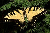 Eastern Tiger Swallowtail, state butterfly
