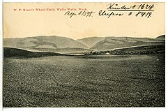 Wheat Field, Walla Walla, Washington, 1906