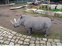 White rhinoceros at the Dortmund Zoo