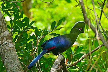 The frugivorous Knysna turaco visiting the canopy of a Cape beech tree