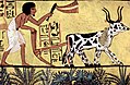 Image 30Sennedjem plows his fields in Aaru with a pair of oxen, Deir el-Medina. (from Ancient Egypt)