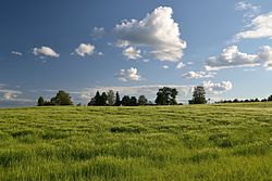 Barley field in Sooru