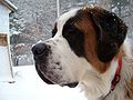 St. Bernard with black mask and white markings