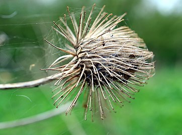 Macro photograph of a bur, showing the sharp hook structures