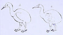 A line drawing of two flightless birds, each with an ovoid body, long neck and pointed beak