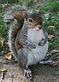 Common Squirrel found near Lincoln Memorial in Washington, DC.