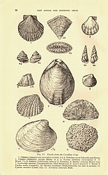 Fossils from the Coralline Crag. From Chatwin (1954).[5]
