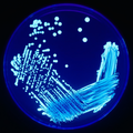 Legionella colonies under ultraviolet light