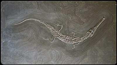 Steneosaurus