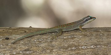 Mauritius ornate day gecko (Phelsuma ornata)