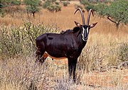 Brwon bovid with white markings