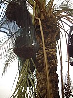 Date palm harvesting in Jericho