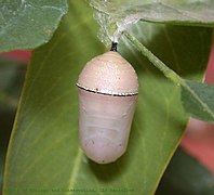 Pink pupa due to pupation among inanimate objects