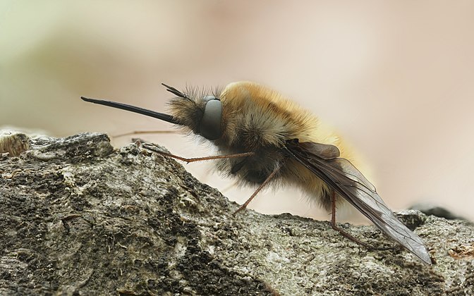 BEE-FLY (Bombylius major)