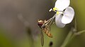 Hoverfly on A. acuminatum